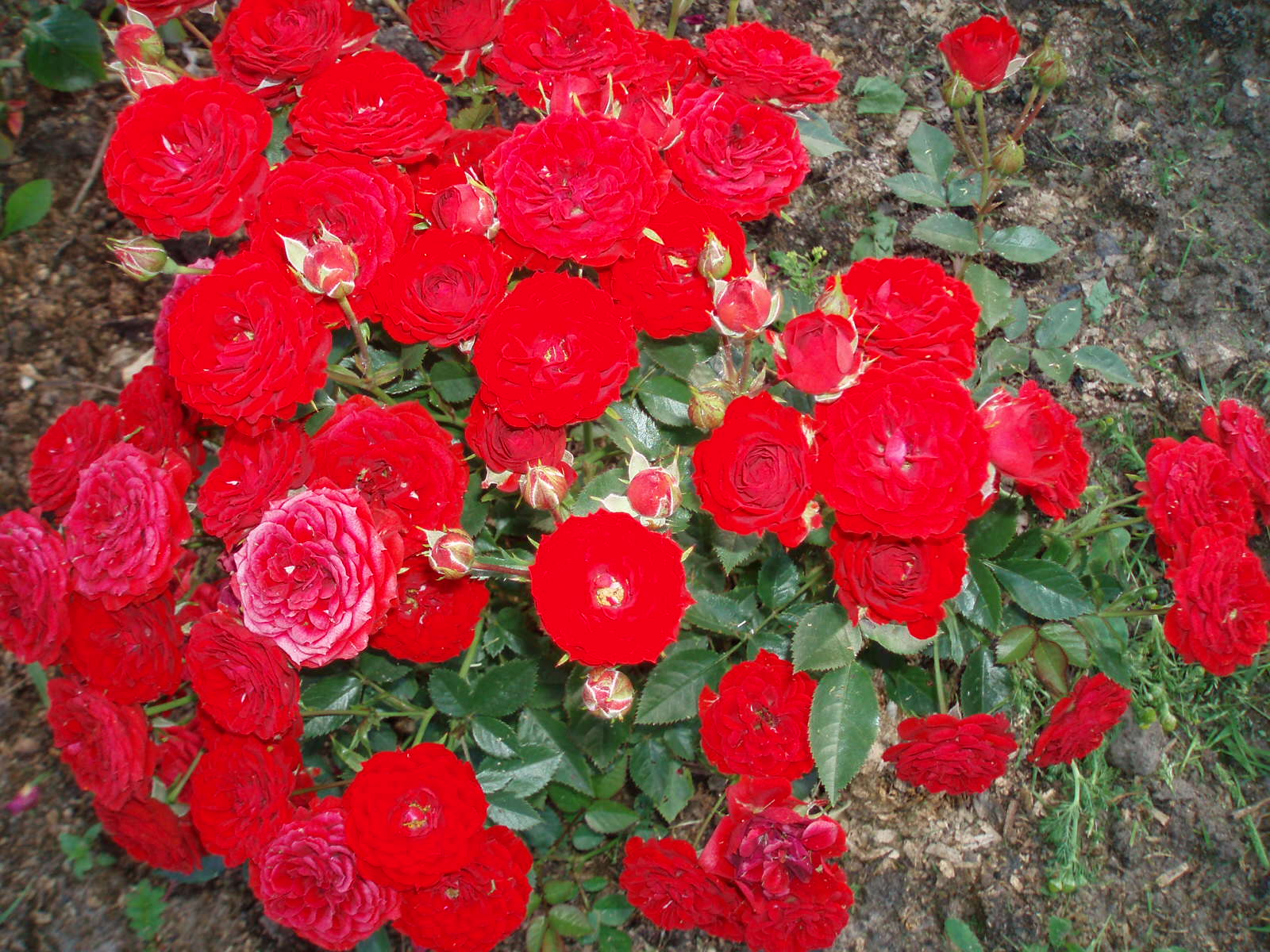 Роза бордюрная красная