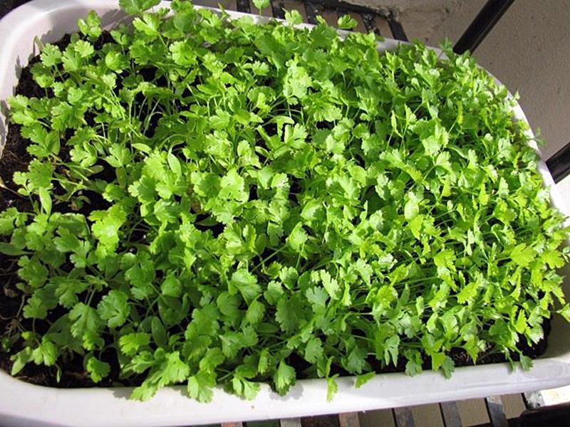 Как сеять и выращивать листовую горчицу и кинзу дома, на балконе в микро-огороде