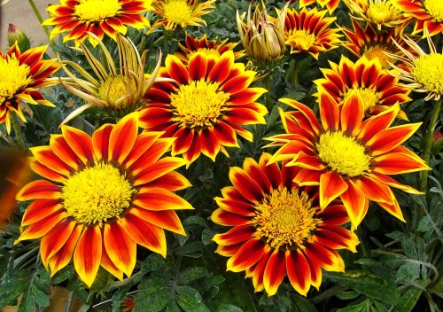 free-gazanias-flowers-garden-plant