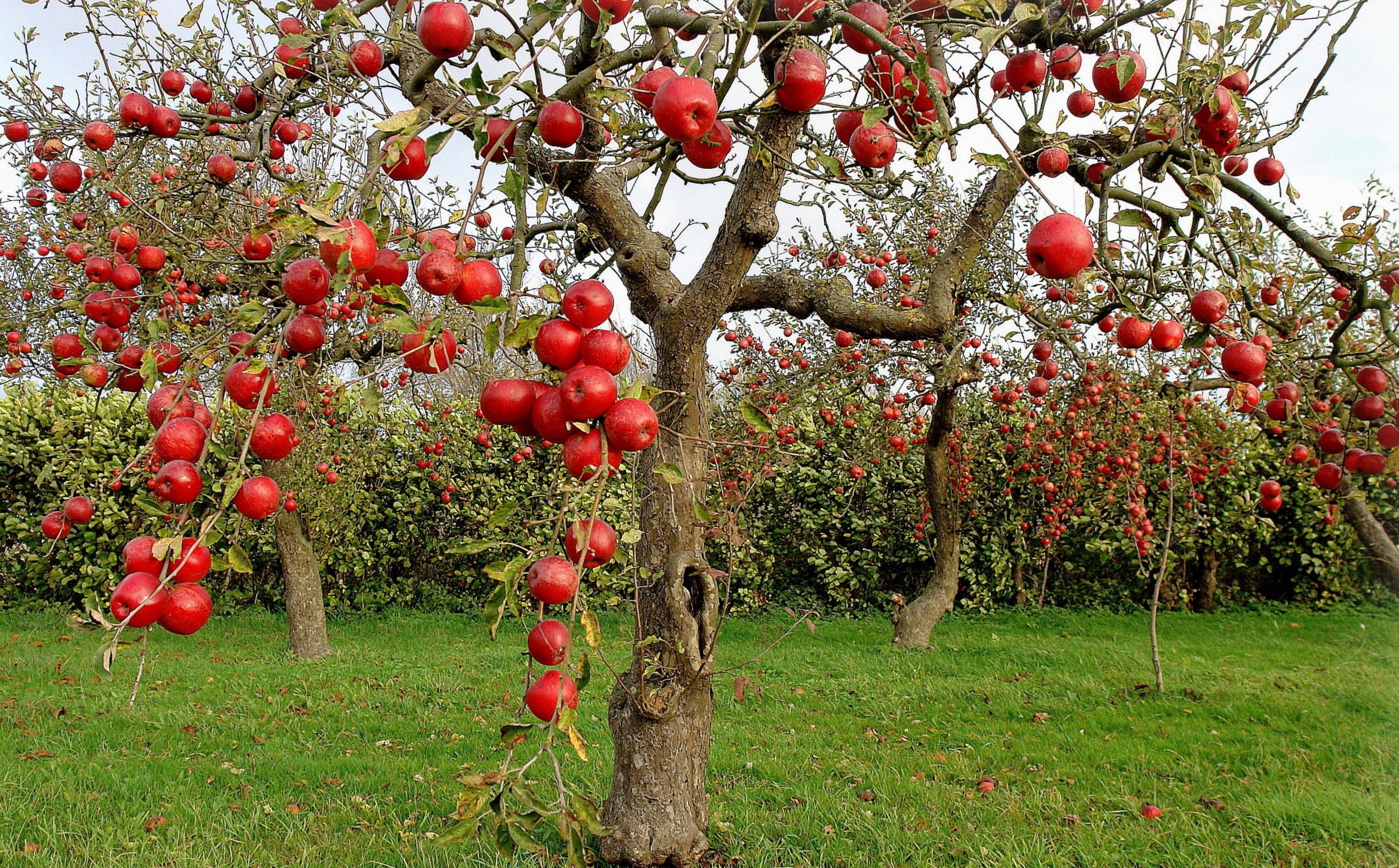 Контрольная работа по теме Плодово-ягодные деревья в ландшафтном дизайне