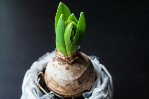 hyacinth-1