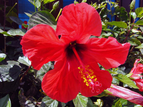 Foto Hibiscus rosa-sinensis / Foto Hibiscus kit