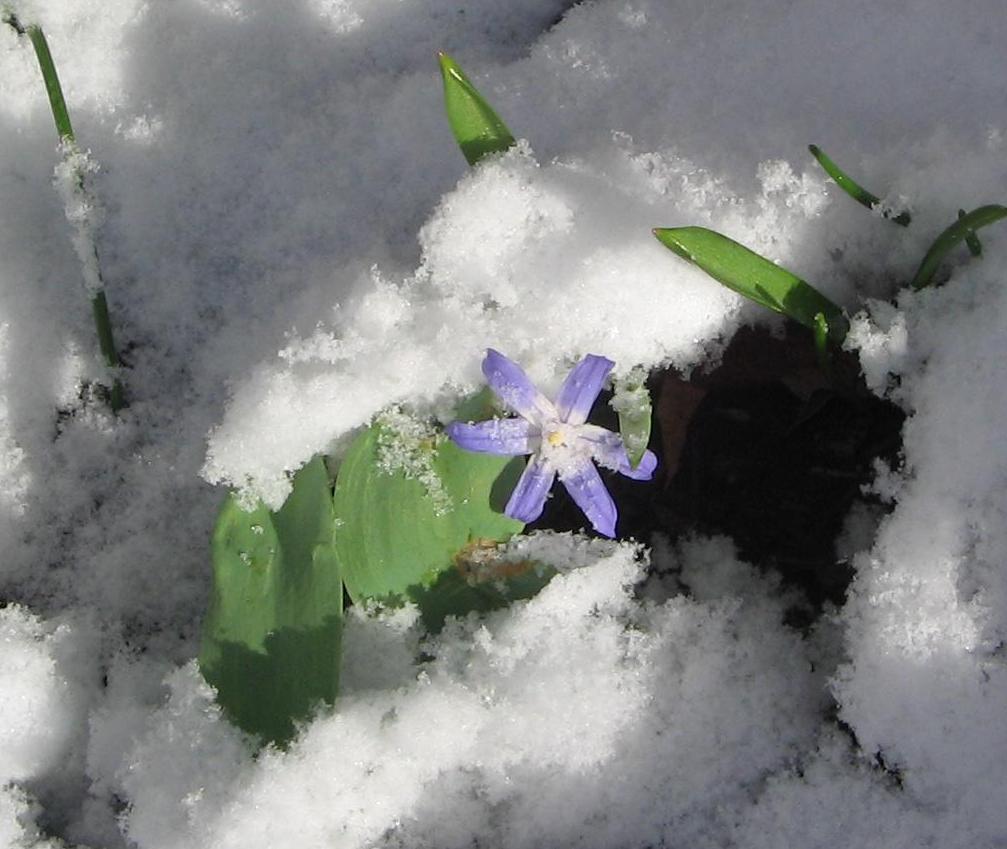 Растения зимующие под снегом