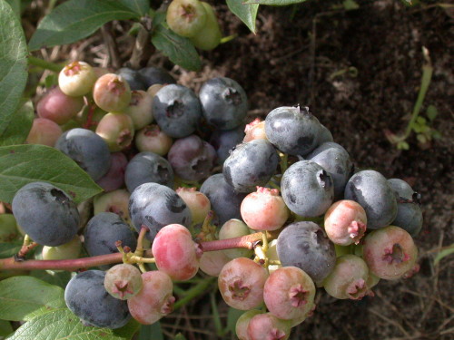 Blueberry fotografija