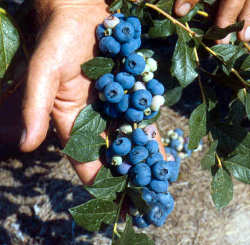 Blueberries grade Patrite