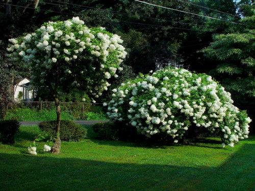 Hortensia en la parcela doméstica en forma de un árbol circundado y en forma de arbusto.