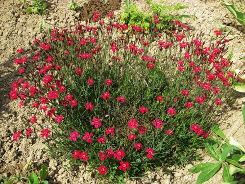 Carnation-Herbalca