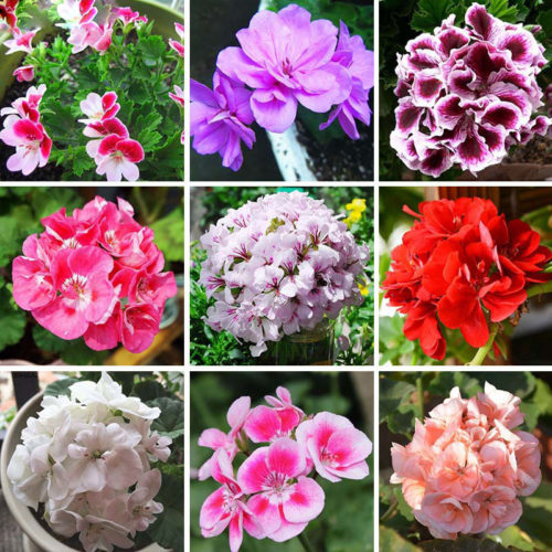 hot-sale-17-colors-available-geranium-seeds-perennial-flower-seeds-pelargonium-peltatum-seeds-indoor-rooms-30pcs