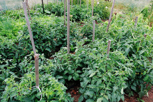 how-much-sun-do-tomato-plants-need