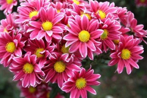 Chrysanthemum-Sadovaya-Çok Yıllık Dikim-ve Bakım-Fotoğraf-4