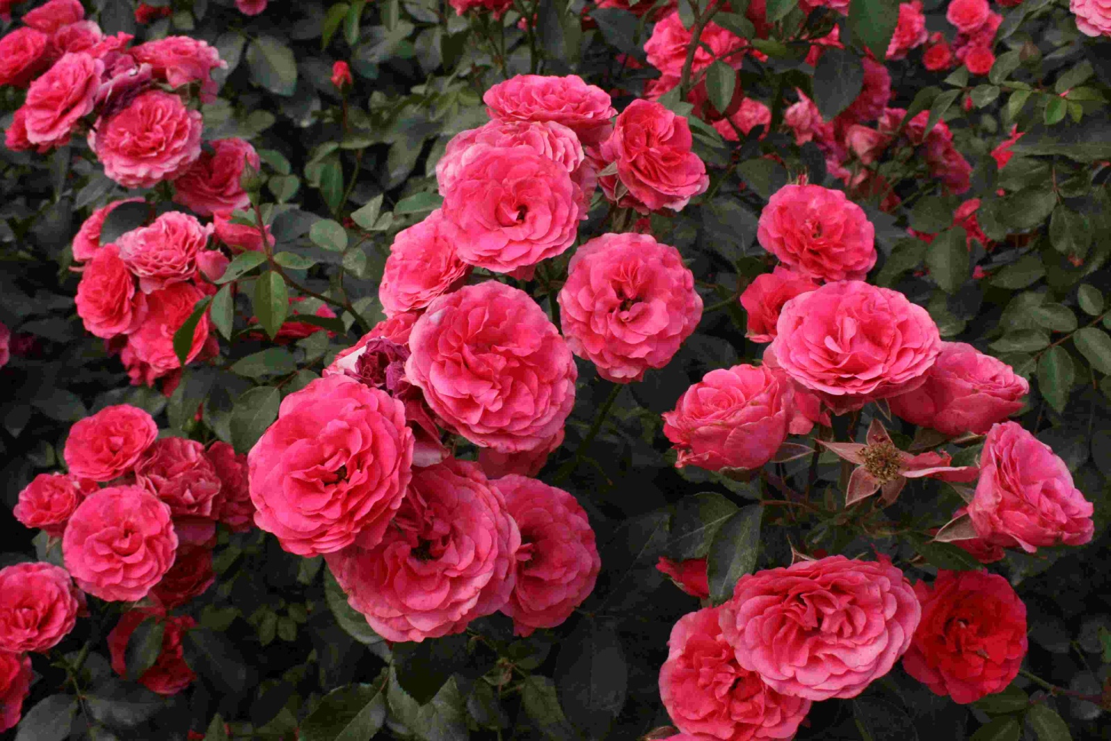 Розы Фейри Фото И Описание