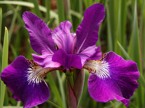 Irissibiricasparklingrose_02.