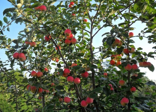 ต้นไม้แอปเปิ้ล + Gornaletaya