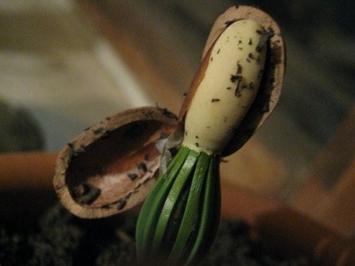 Как да растат-кедър-орех