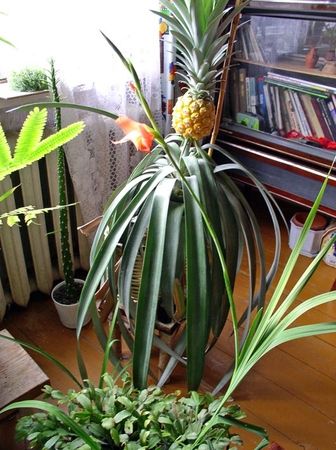 Как вырастить финик из косточки дома – пальмовое чудо на подоконнике