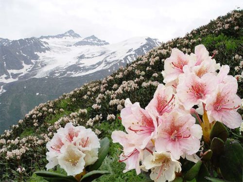 kavkazskij-Rododendron2.