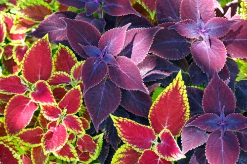 Red coleus and purple plant closeup (nature background)