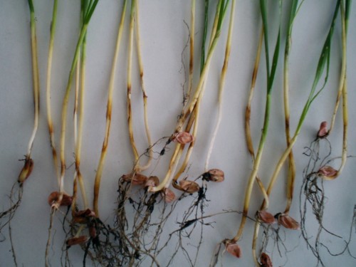 root Rot Wheat.