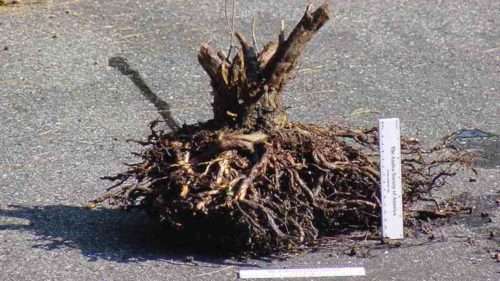kornevaya-Sistema-Rododendrona