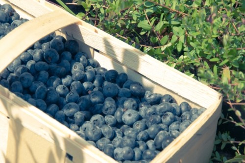 Basket Blueberries