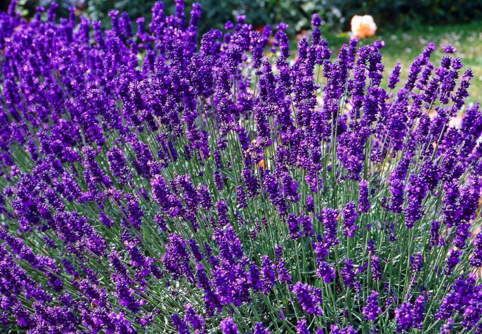 lavender ვიწრო ფართოფოთლოვან 1.