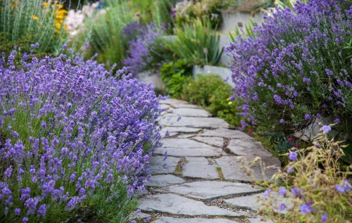 Munstead English lavender lining a flagstone walk (Lavandula angustifolia 'Munstead')