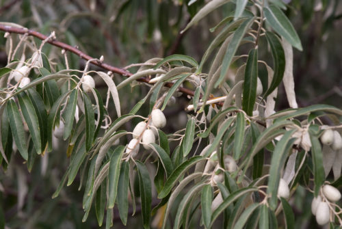 Elaeagnus angustifolia.