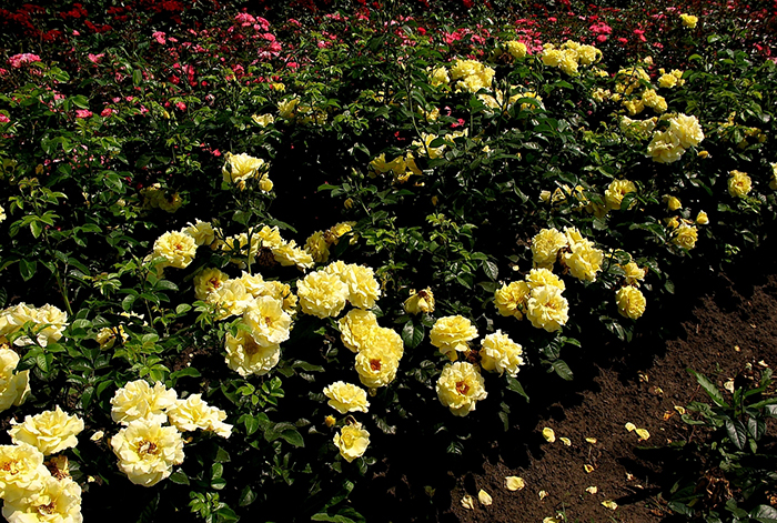 известно, что сорта парковых зимостойких роз поселке