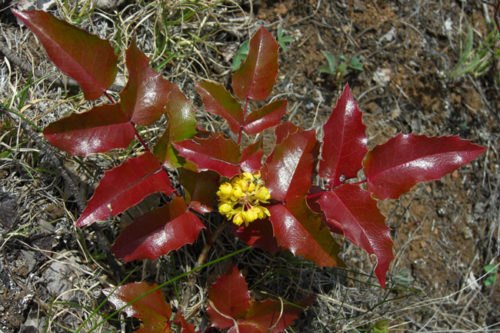 mahonia-Aquifolium-4