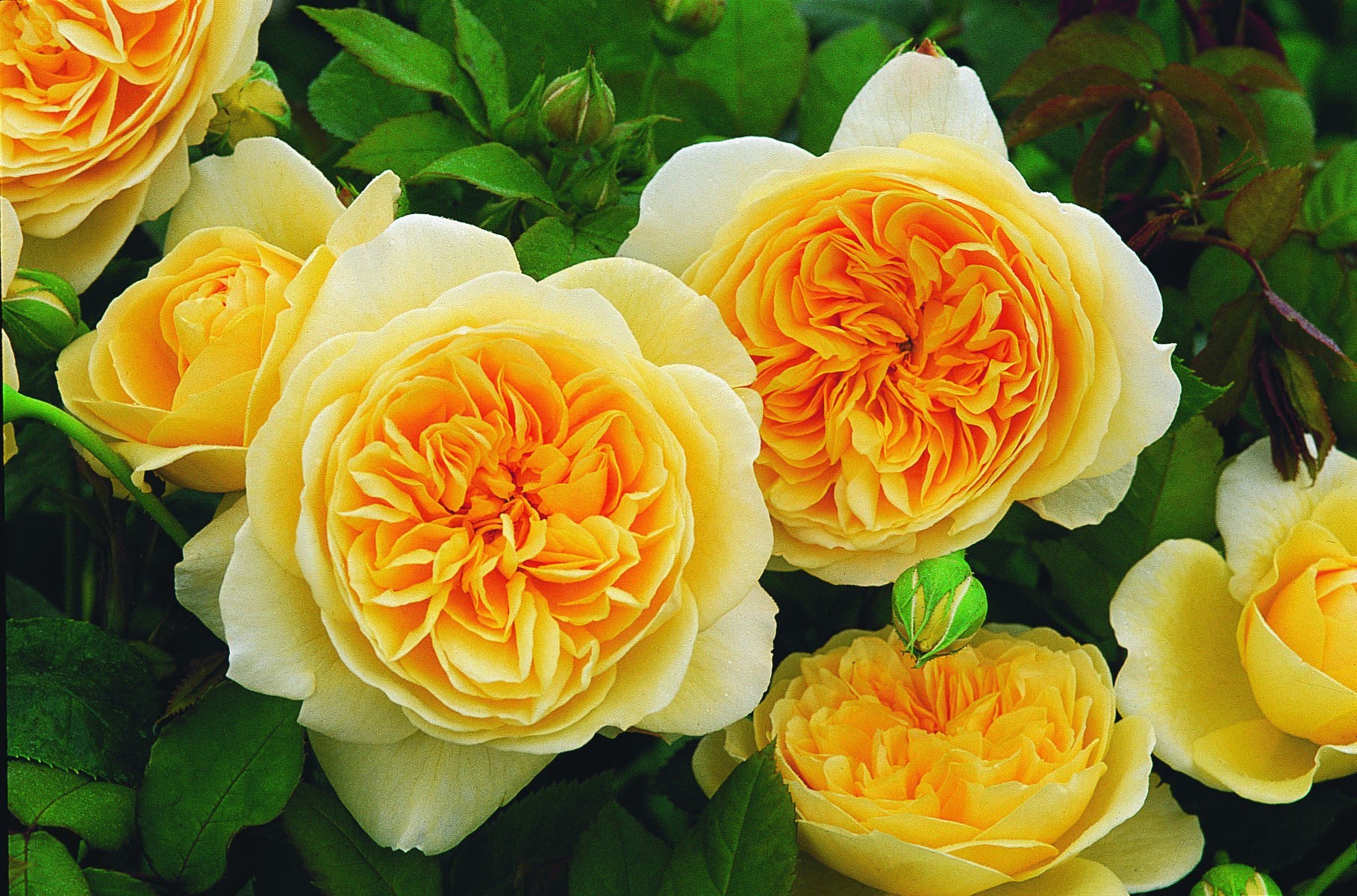Плетистые розы в Сибири, посадка и уход. Выращивание плетистых роз в Сибири. Сорта плетистых роз для Сибири, фото. Как вырастить плетистые розы в Сибири: посадка, уход.