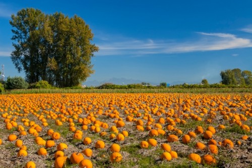 Pumpkin Field.