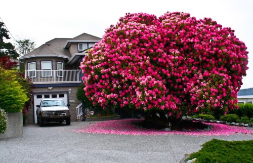 Most-Beautiful-Trees-In-World-Featured