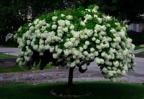 Fotografija prikazuje zamegljen hortenzijo. Vlešeno drevo.