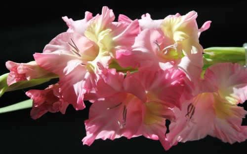 Narava___flowers_beautiful_gladiolus_in_the_sun_066757_