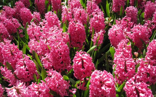 Nature___flowers_beautiful_pink_hyacinths_on_a_glade_065861_