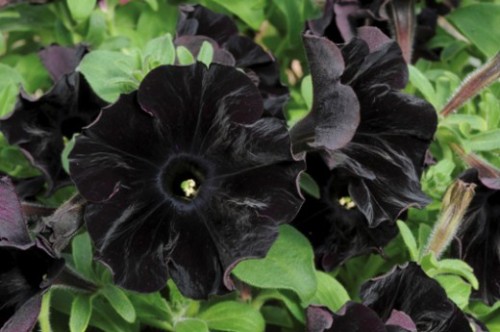 Petunia-Black-Velvet-520x345