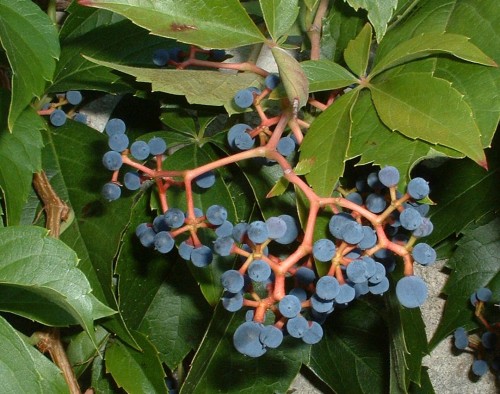 Os frutos das uvas virgens