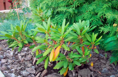 pochemu-zhelteyut-listya-u-rododendrona2