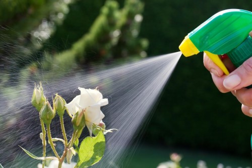 roses in a garden are sprayed with a pesticide.