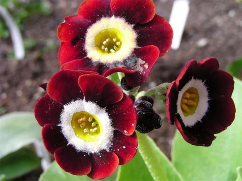 Primula-Ushkovaya - Primula-ayıkulağı
