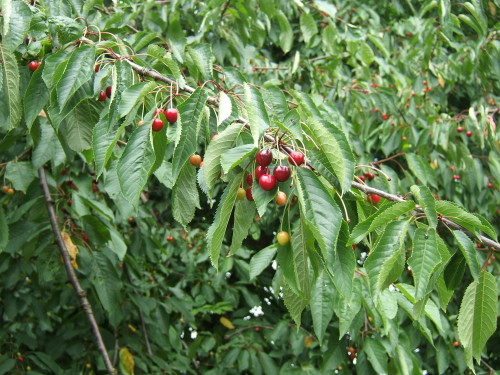 Prunus_avium_fruit1