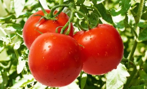 Tomates iniciais - da Transnistria-600x363