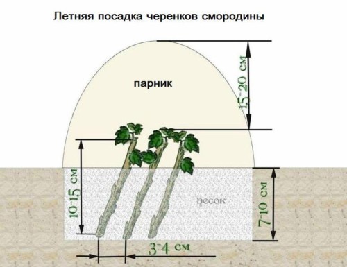 რეპროდუქცია - მოცხარის მწვანე კალმები-საზაფხულო სქემა