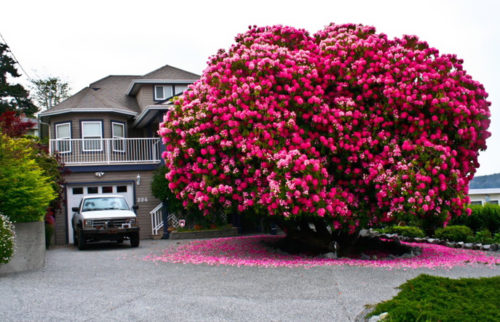 rhododendron-Tree-Kitchener-Street-Ladysmith-Kanada