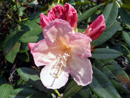 rhododendron3c.