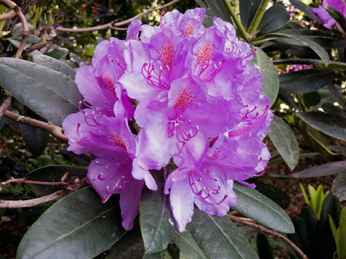 rhododendron5