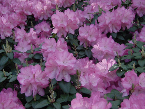 rhododendron6a