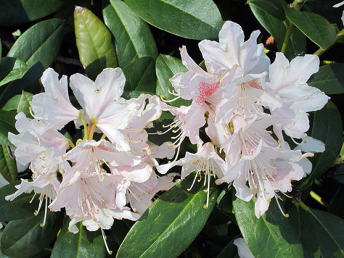 rhododendron6b