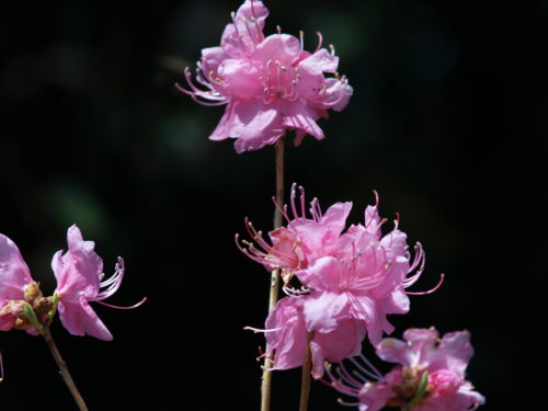 rhododendron_dauricum_flower-500x375.jpg