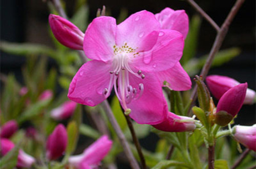 rododendro Albrechta.